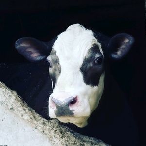 Meet your Posher, Jesse